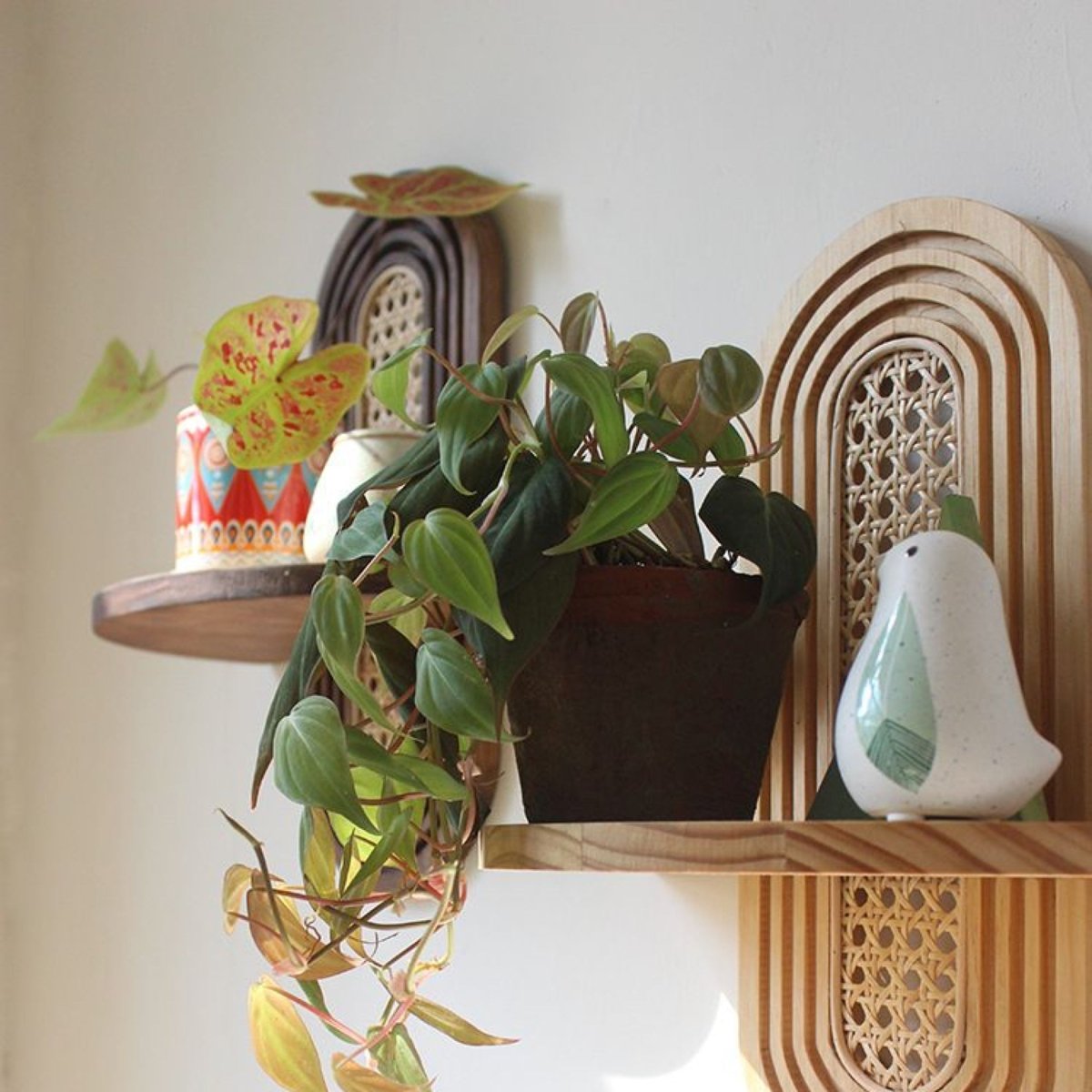 Organic Wall Display Shelf - Northgrove - 