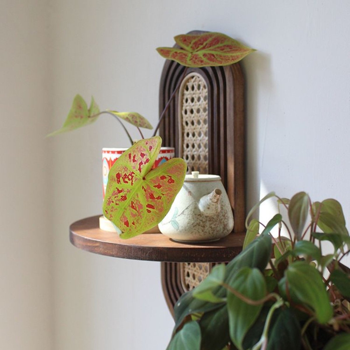 Organic Wall Display Shelf - Northgrove - 